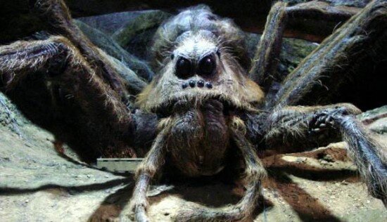aragog-harry-potter-filmloverss