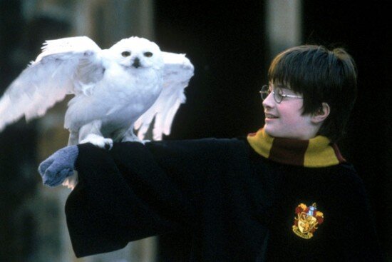 hedwig-harry-potter-filmloverss