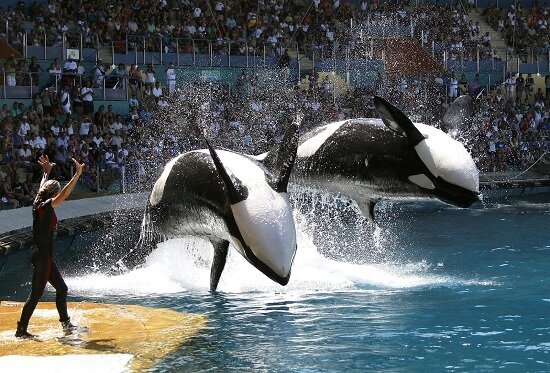blackfish-2013-filmloverss