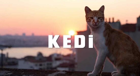 ceyda-torun-kedi-if-istanbul-2016-filmloverss