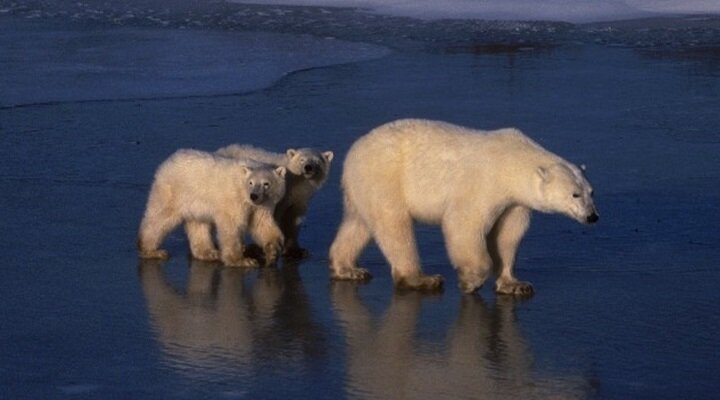 David Attenborough’nun Anlatıcılığını Üstleneceği Planet Earth II Geliyor!