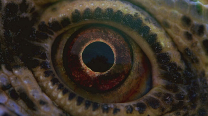 Terrence Malick Belgeseli Voyage of Time’dan İlk Görseller!
