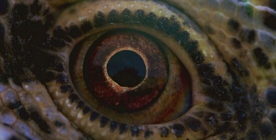 terrence-malick-belgeseli-voyage-of-time-gorsel-1-filmloverss