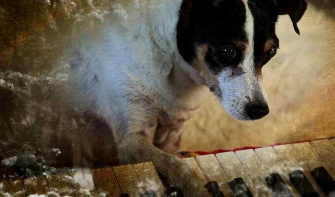 heart - of - a -dog - filmloverss