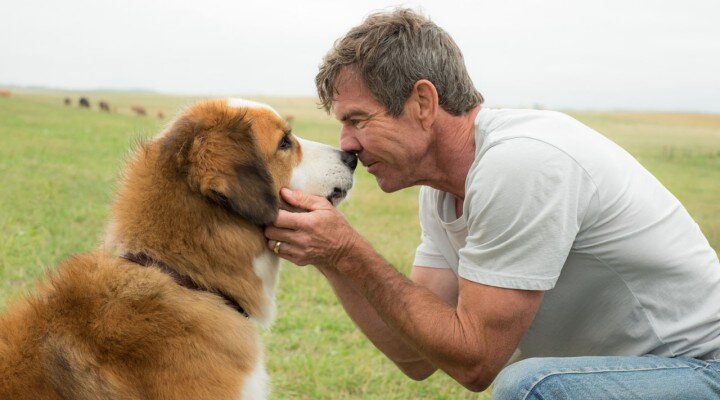 A Dog’s Purpose’ın Fragmanı Yayınlandı