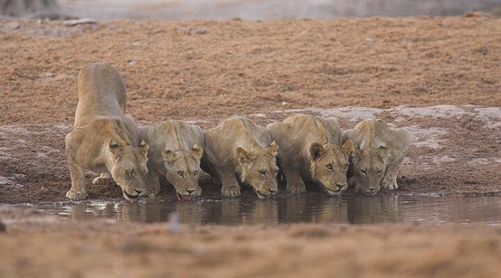 Planet Earth II’dan Fragman Yayınlandı!