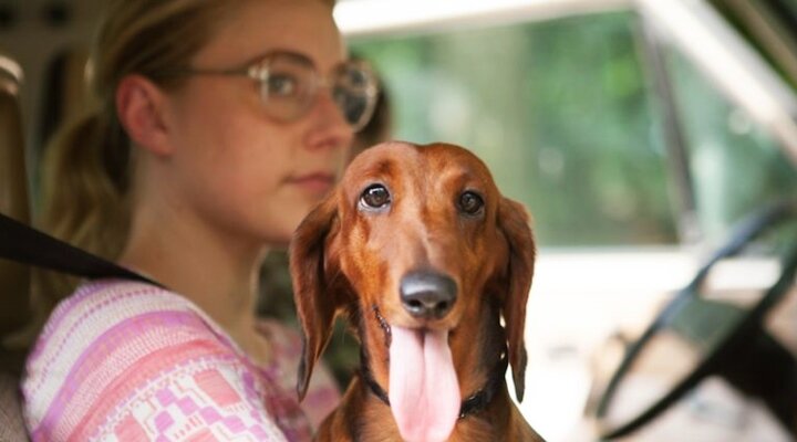 Wiener-Dog