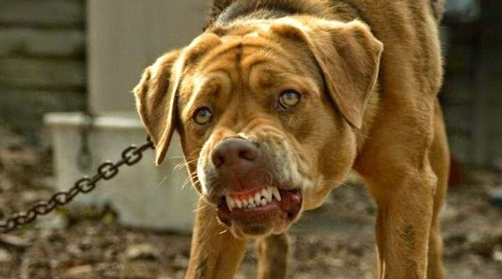 Tanrılar ve Köpekler