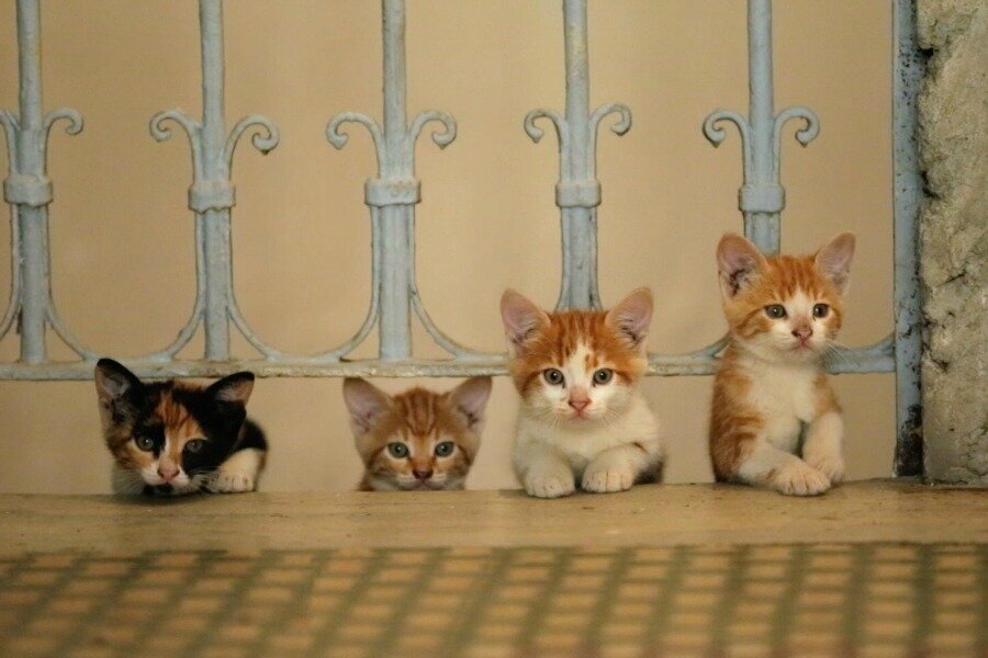 Ceyda Torun’un Kedi Belgeseli Amerika’nın En Çok İzlenen Belgesellerinden Birisi Oldu!