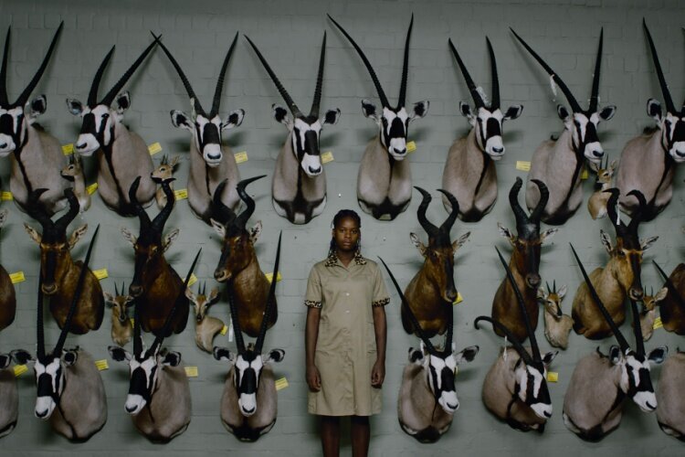 safari-filmloverss