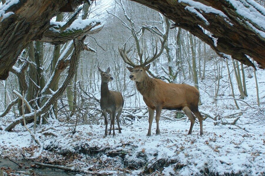 Beden ve Ruh – On Body and Soul