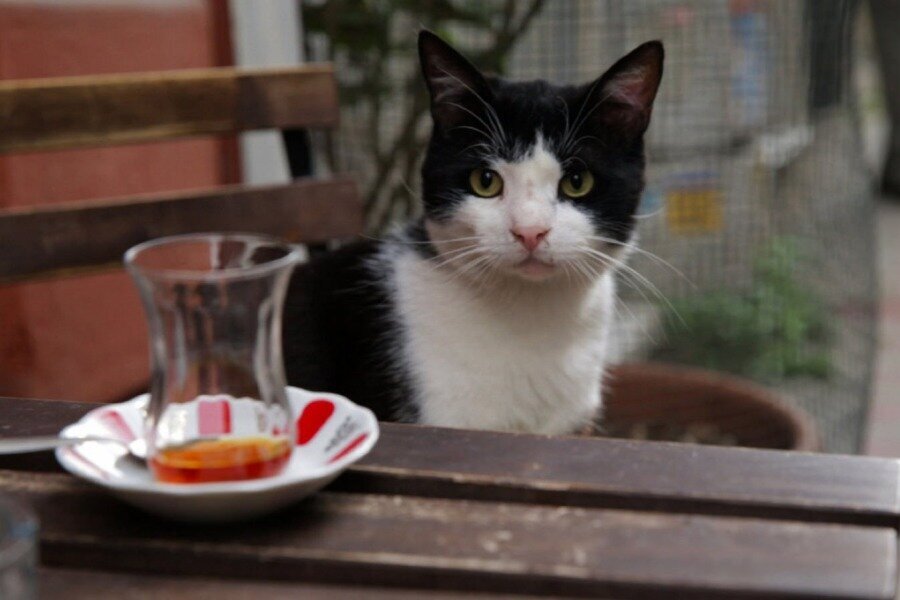 İstanbul’un En Güzel Yüzünü Yansıtan Kedi Başka Çarşamba’da!