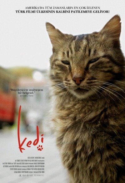 kedi-belgesel-filmloverss