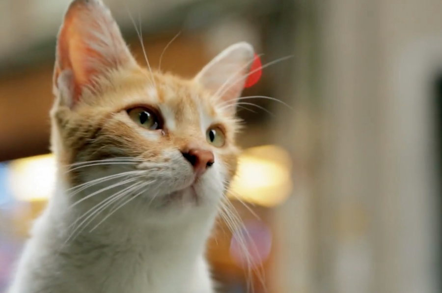 Bu Hafta Sinemada Kedi İzlemek İçin 10 Sebep!