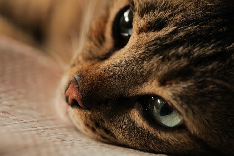 kedi-filmloverss