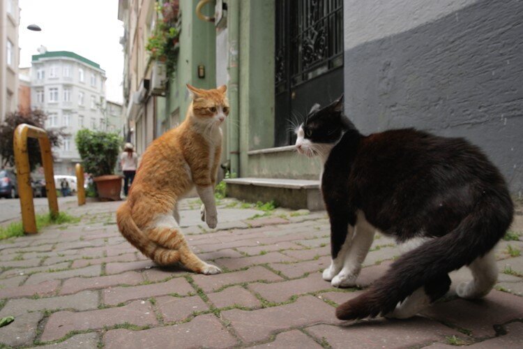 gamsiz-kedi-filmloverss