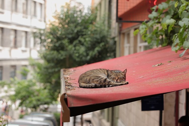 kedi-belgesel-filmloverss