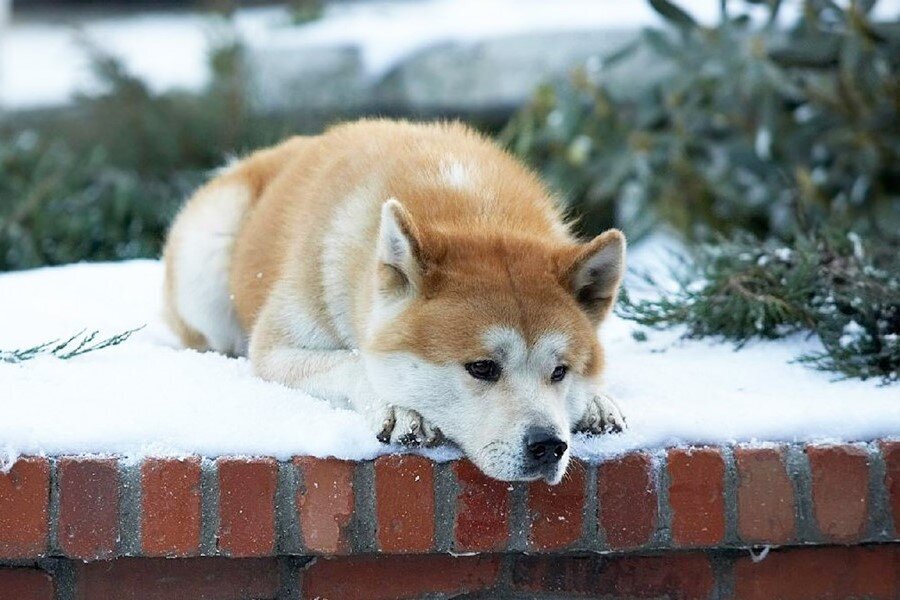 Sinemada Kedi ve Köpeklerin Farklı Temsilleri Algımızı Nasıl Şekillendiriyor?