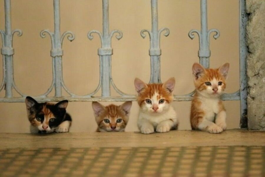 2018 Oscar Ödülleri İçin Aralarında Kedi’nin de Olduğu 170 Belgesel İle Rekor Başvuru!