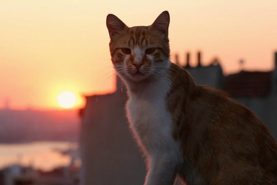 Yeni Yıla Güzel Bir Başlangıç: Kedi Başka Çarşamba’da!