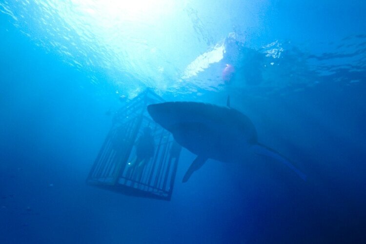 47-meters-down-filmloverss