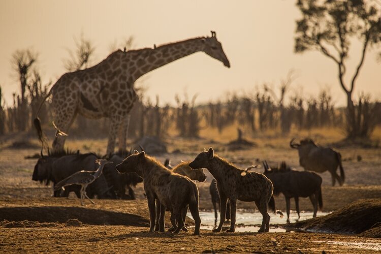 Botswana - Hyenas stand alert at the water hole at Marabou Pan with wildebeest, a kori bustard and a giraffe in the background. (NHFU)