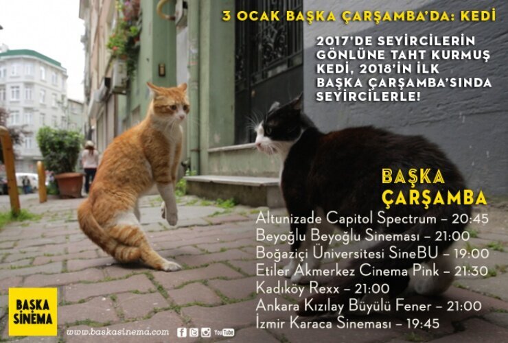 kedi-filmloverss