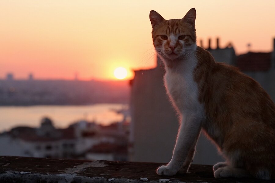 Pera Film’de Yeni Yılın İlk Konuğu Kediler!