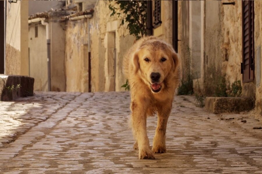 Güncel İtalyan Sineması Akbank Sanat’ta