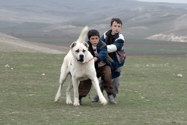 sivas-filmloverss