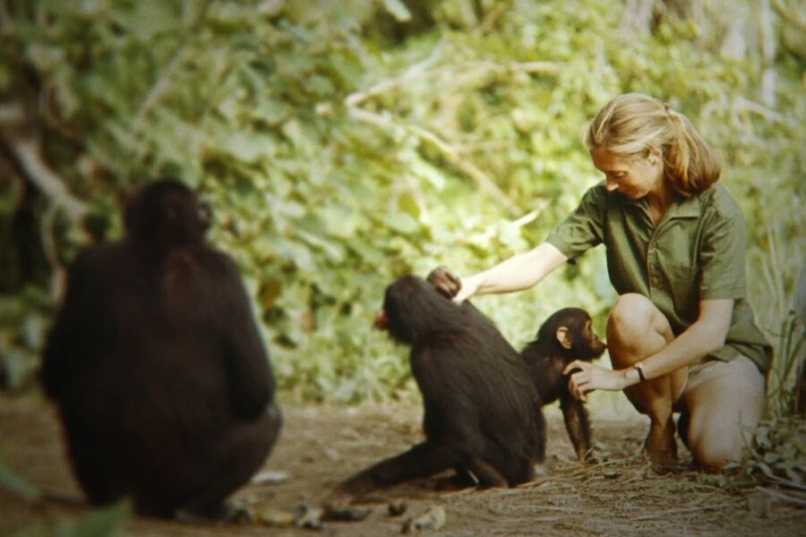 Heyecanla Beklenen Belgesel Jane, National Geographic’te!