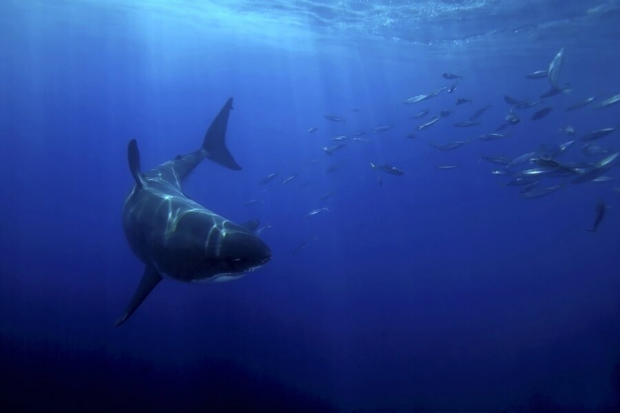 En Ölümcül Hafta 9 Nisan’da Nat Geo Wild’ta Başlıyor