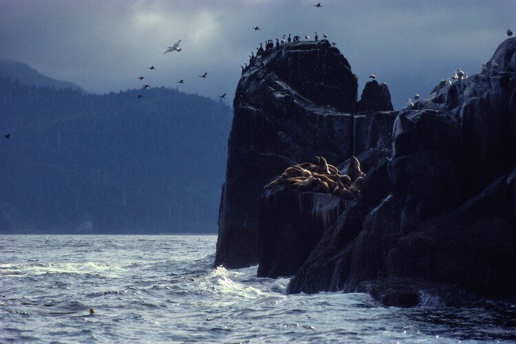 British Columbia, Canada - Gulls and cormorants soar above basking sea lions along the shore. (SAM ABELL/National Geographic Creative)