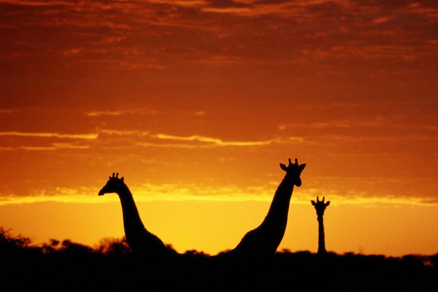 Nat Geo WILD Dünya Günü’nü Kutluyor