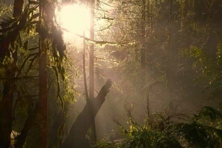 İlk Bakış: Shane Black’in Yönettiği The Predator