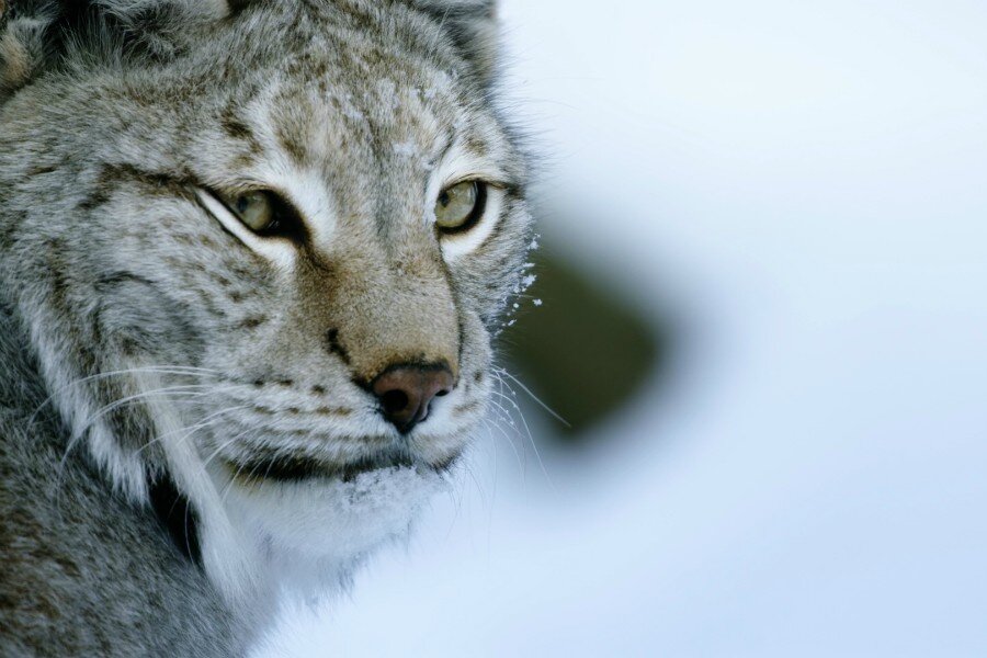 Rusya’nın Vahşi Yüzü Nat Geo WILD’da