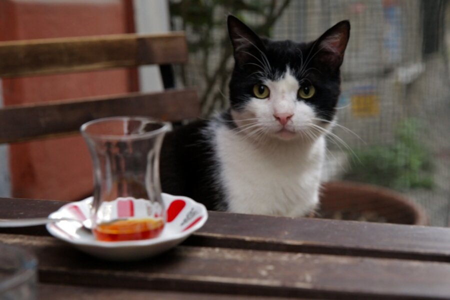 Amerika’da Vizyona Giren 10 Yerli Film ve Gişe Performansları