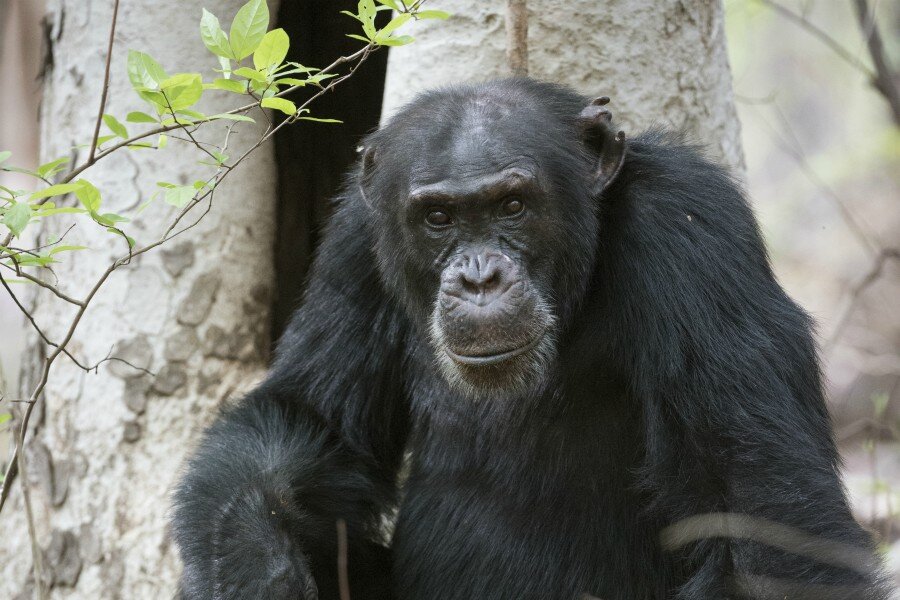 BBC Earth’ün Yeni Belgesel Dizisi Soylar, 22 Kasım’da Ekranlarda