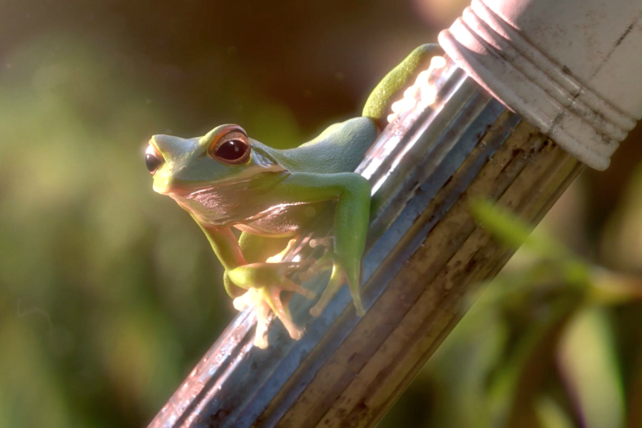 Haftanın Kısa Filmi: Garden Party
