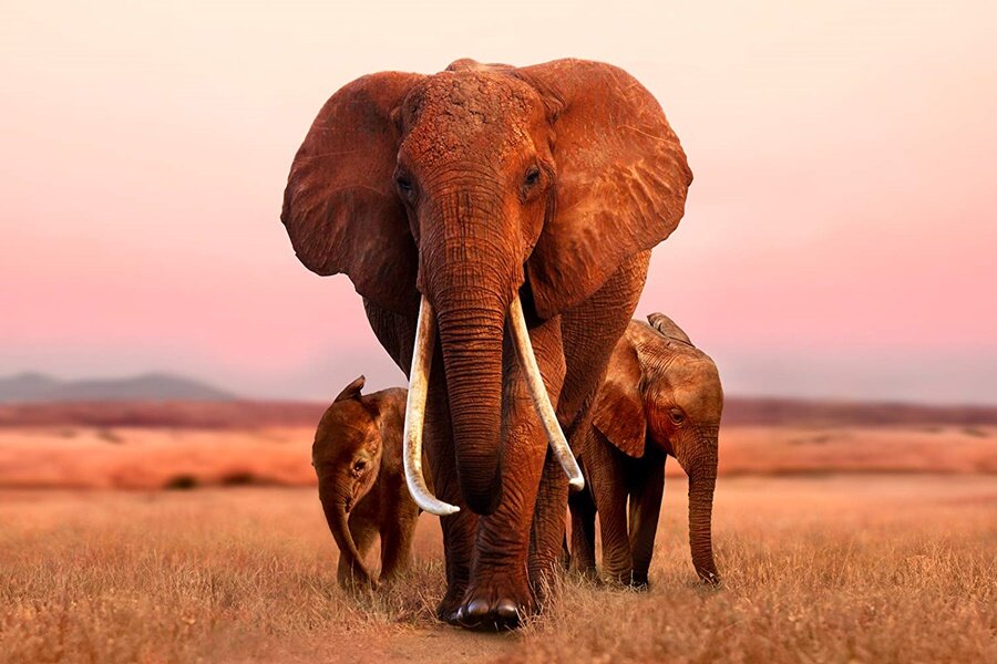 Apple TV+’ta Yayınlanacak The Elephant Queen’den İlk Fragman Yayınlandı