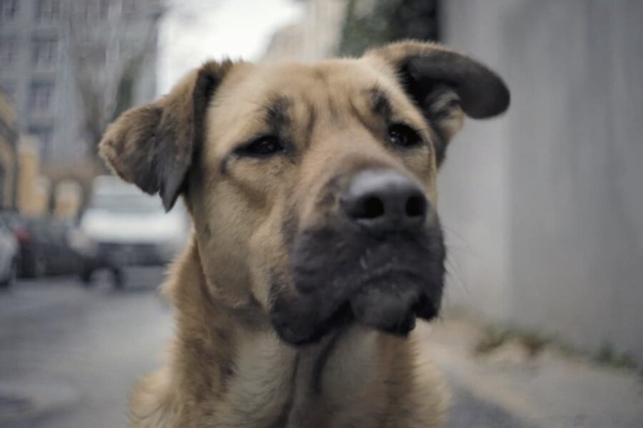 İstanbul’daki Sokak Köpeklerini Takip Eden Stray Filminden Fragman Yayınlandı