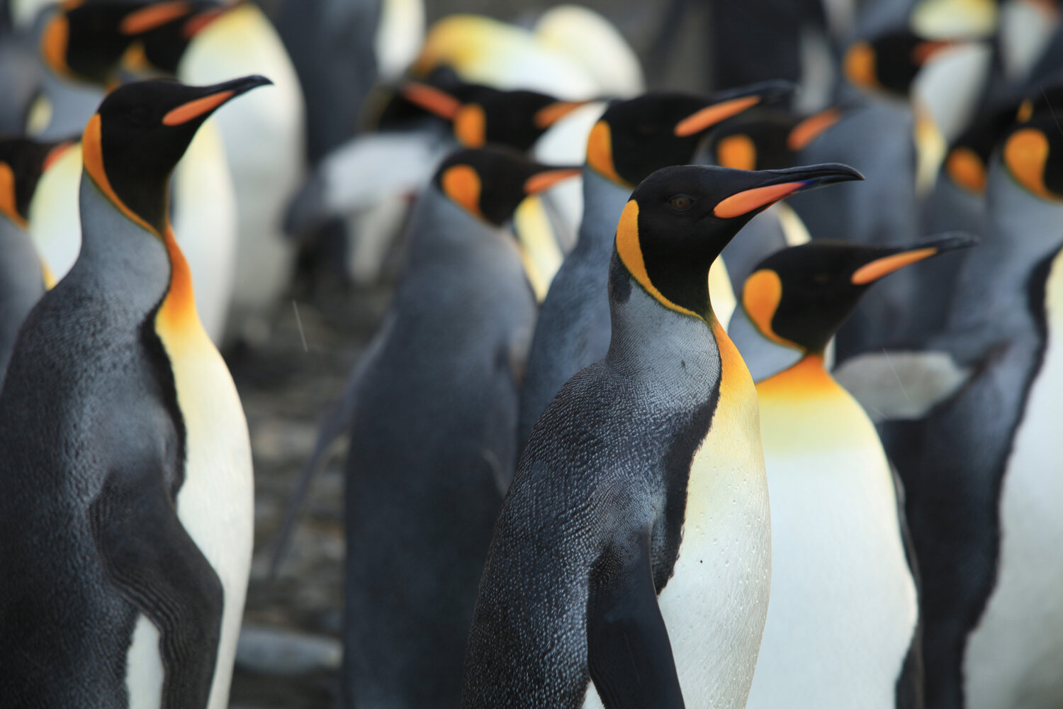 Penguen Kral 3D Fragman