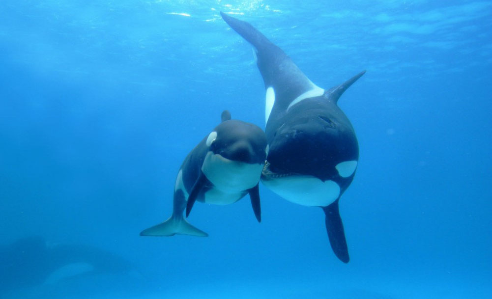 2000 Sonrası İzlenmesi Gereken 25 Belgesel