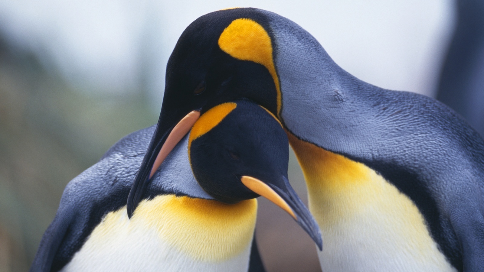 penguenkral